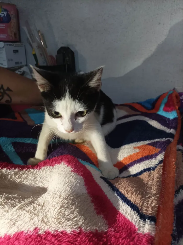 Gato raça SRD-ViraLata idade  nome Peter