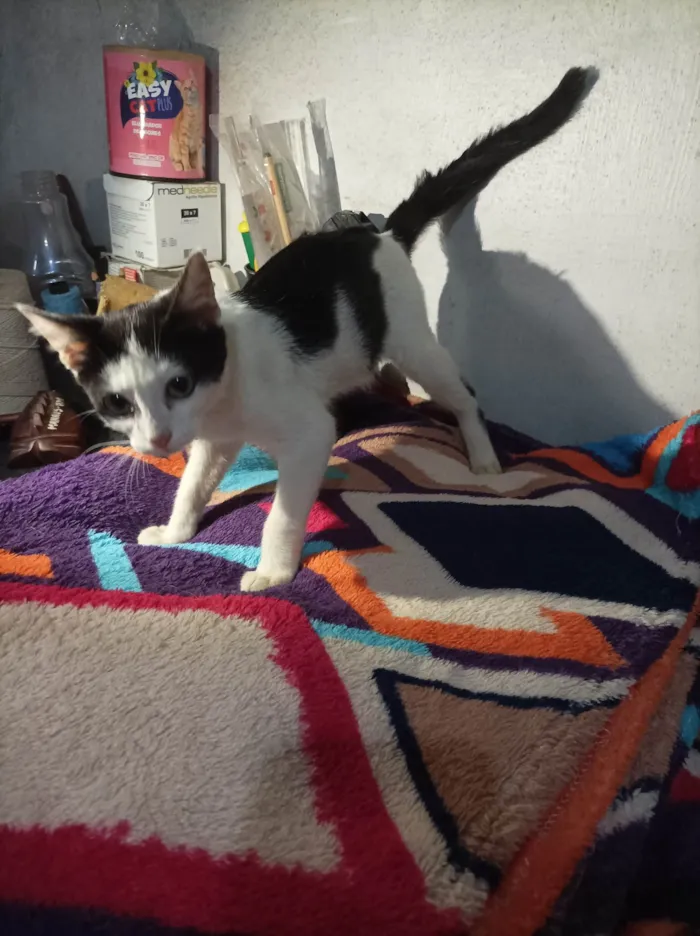 Gato raça SRD-ViraLata idade  nome Peter