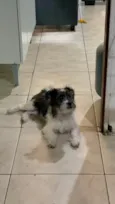 Pipoca