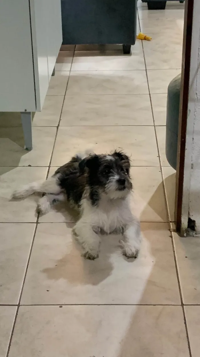 Cachorro ra a Maltês idade 2 a 6 meses nome Pipoca