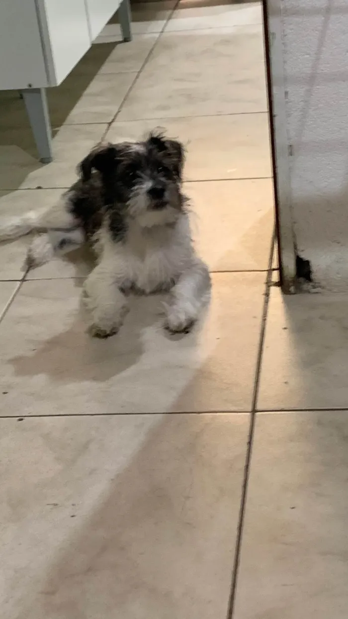 Cachorro ra a Maltês idade 2 a 6 meses nome Pipoca