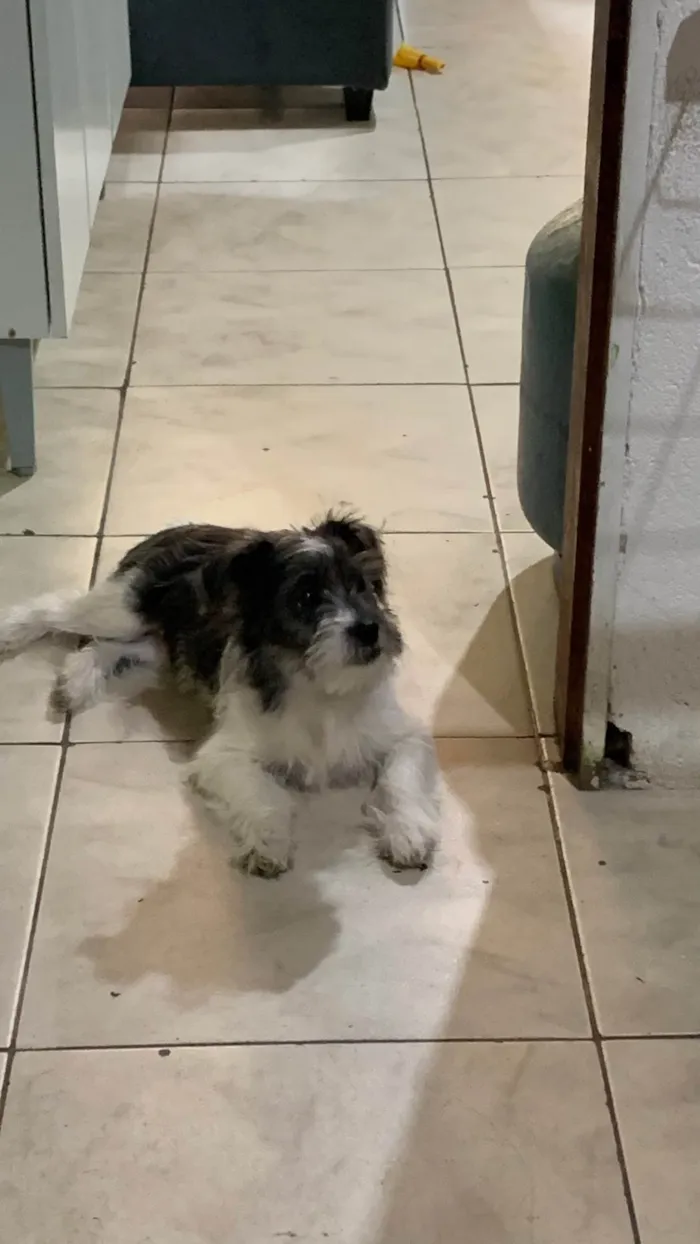 Cachorro ra a Maltês idade 2 a 6 meses nome Pipoca