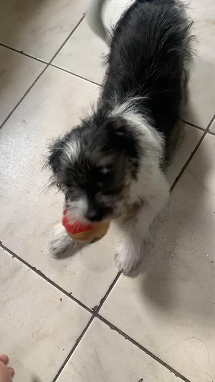 Cachorro ra a Maltês idade 2 a 6 meses nome Pipoca