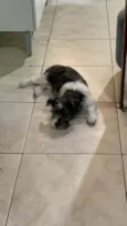 Pipoca
