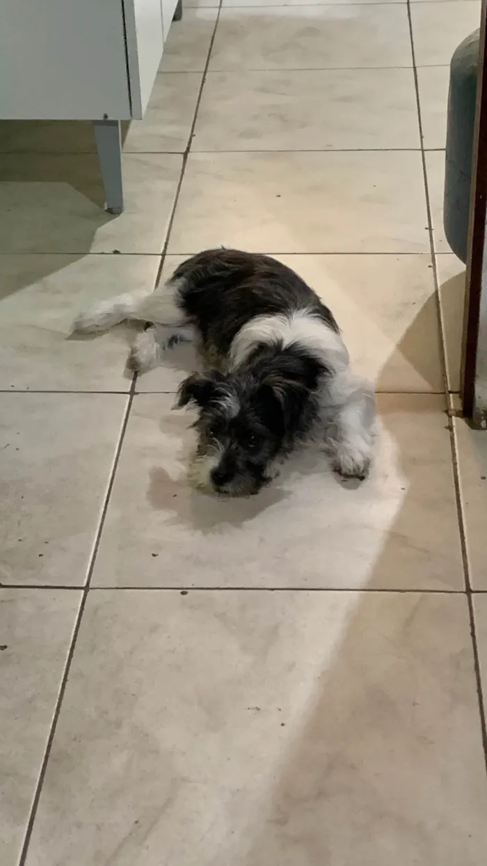 Cachorro ra a Maltês idade 2 a 6 meses nome Pipoca