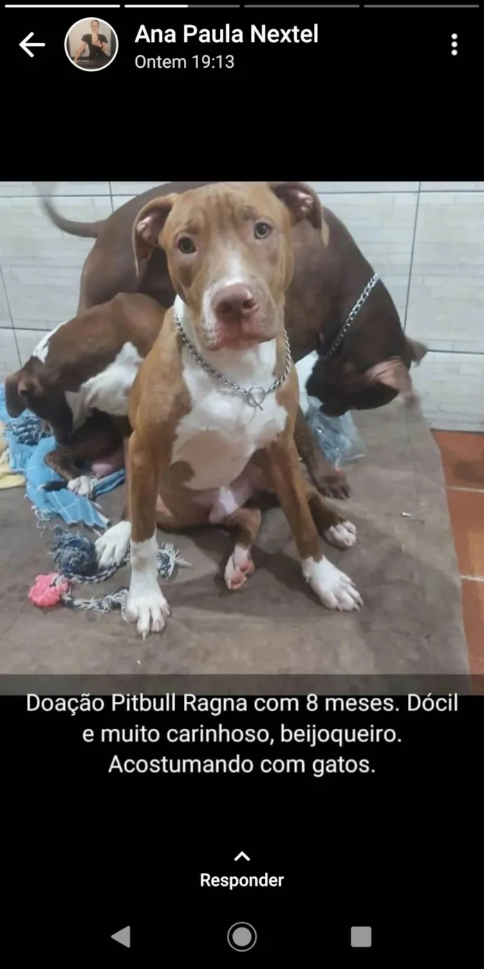 Cachorro ra a Pit Bull idade 7 a 11 meses nome Ragna vi