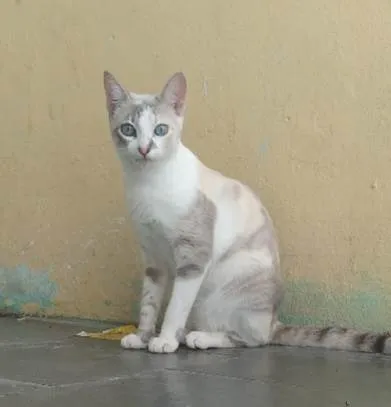 Gato ra a Sem raça idade 2 a 6 meses nome Macho: Moreno. Fêmeas: Nina e Evangeline