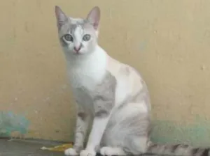 Gato raça Sem raça idade 2 a 6 meses nome Macho: Moreno. Fêmeas: Nina e Evangeline