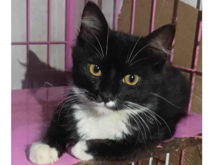 Gato raça SRD-ViraLata idade 2 a 6 meses nome Luan