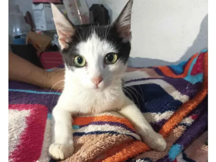 Gato raça SRD-ViraLata idade  nome Peter