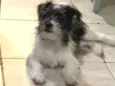 Pipoca