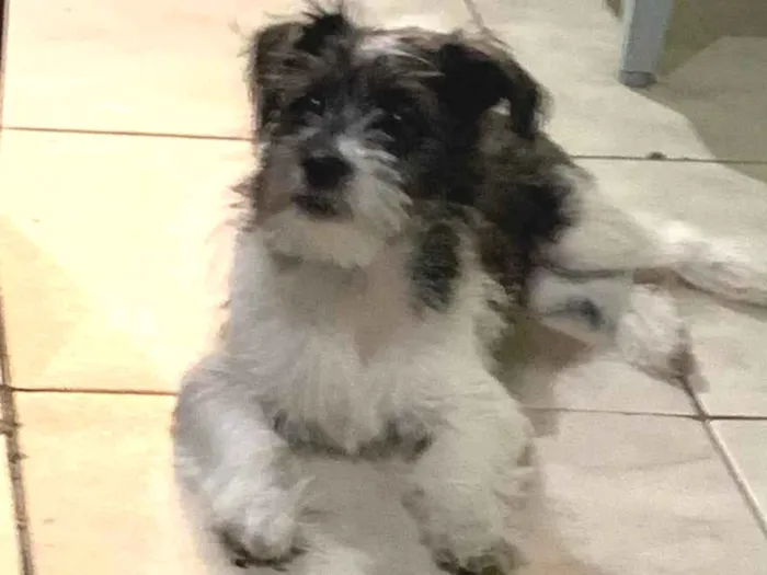 Cachorro ra a Maltês idade 2 a 6 meses nome Pipoca