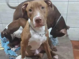 Cachorro raça Pit Bull idade 7 a 11 meses nome Ragna vi
