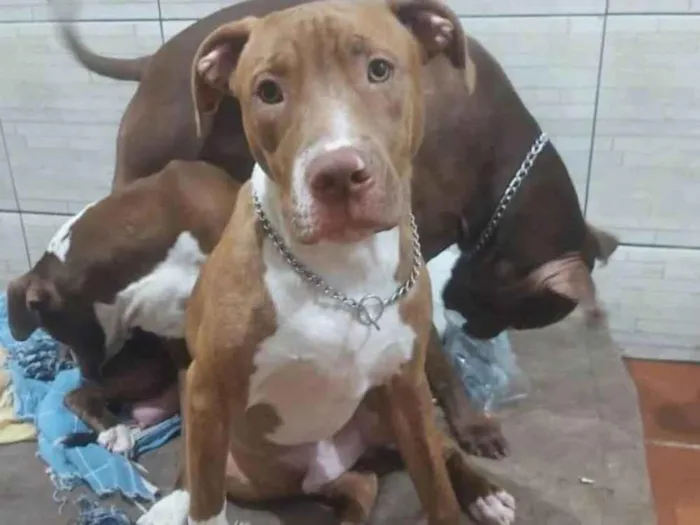 Cachorro ra a Pit Bull idade 7 a 11 meses nome Ragna vi