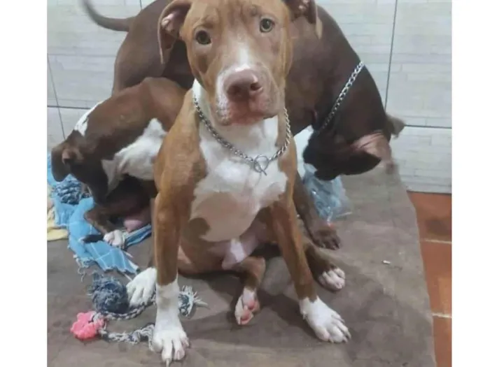 Cachorro ra a Pit Bull idade 7 a 11 meses nome Ragna vi