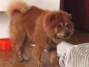 Cachorro raça Chow Chow idade 5 anos nome Rati