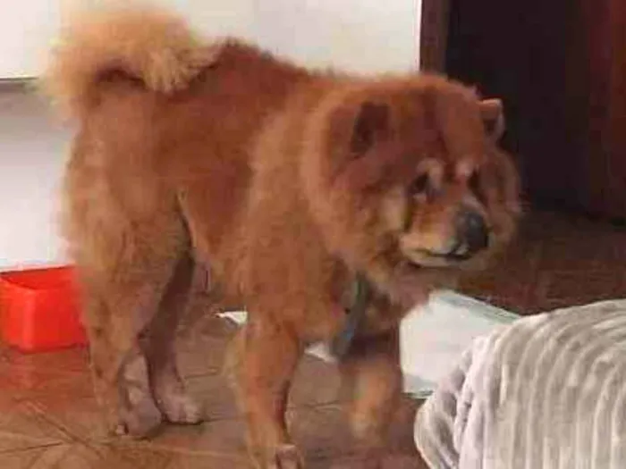 Cachorro ra a Chow Chow idade 5 anos nome Rati