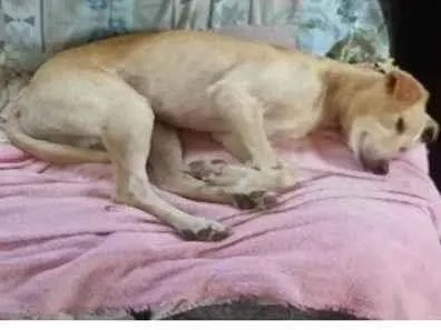 Cachorro ra a sem raca definida idade 4 anos nome lobinho