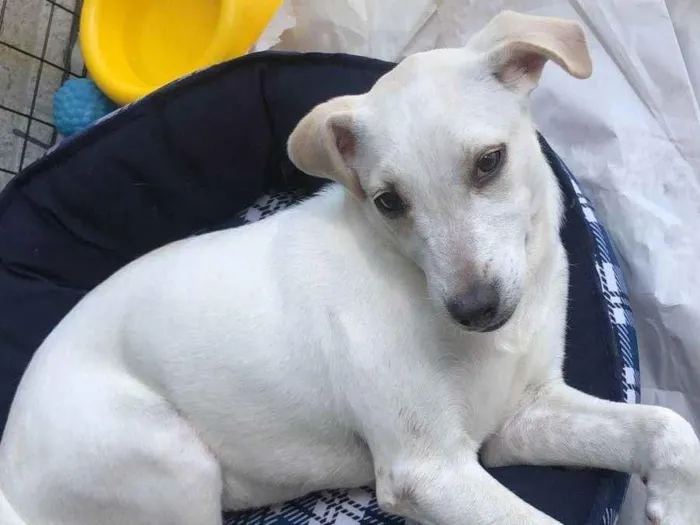 Cachorro raça Srd idade 2 a 6 meses nome Vitória