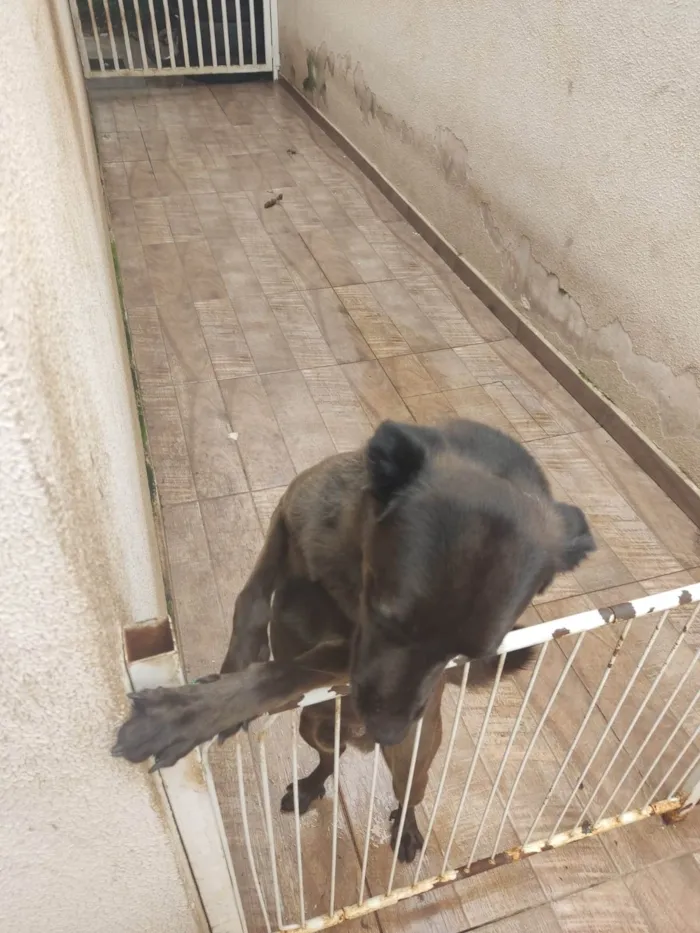 Cachorro ra a SRD-ViraLata idade 1 ano nome Luiz