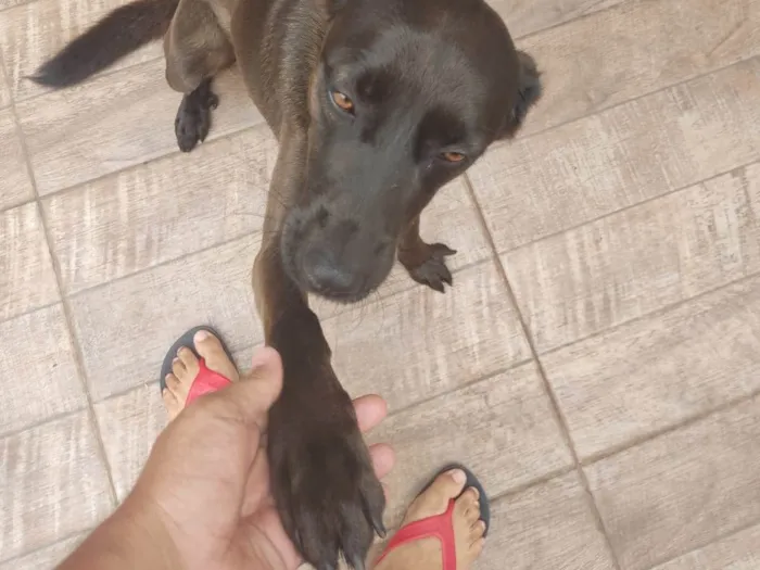 Cachorro ra a SRD-ViraLata idade 1 ano nome Luiz