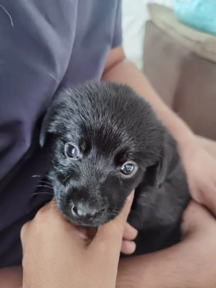 Cachorro ra a markiesje idade Abaixo de 2 meses nome São 5 filhotes