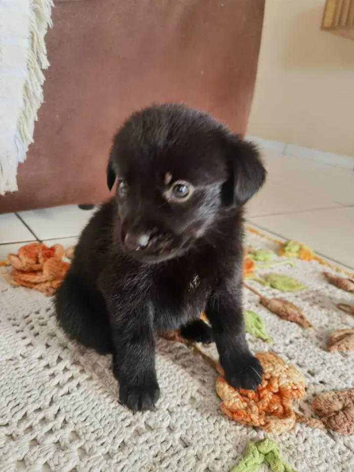 Cachorro ra a markiesje idade Abaixo de 2 meses nome São 5 filhotes