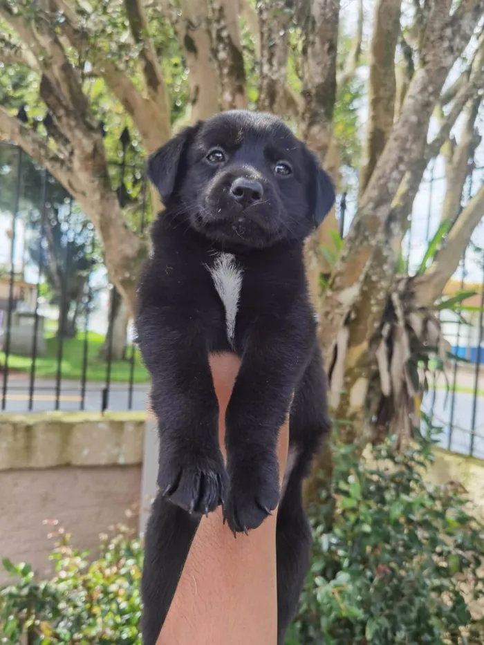 Cachorro ra a markiesje idade Abaixo de 2 meses nome São 5 filhotes
