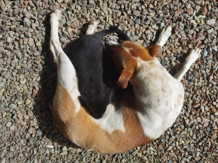 Cachorro ra a markiesje idade Abaixo de 2 meses nome São 5 filhotes