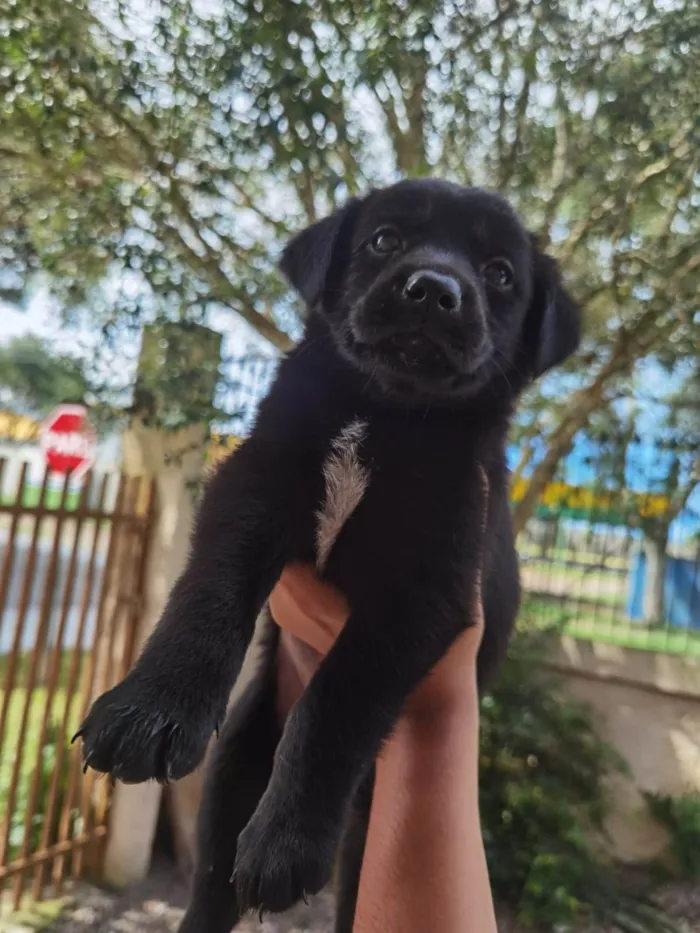 Cachorro ra a markiesje idade Abaixo de 2 meses nome São 5 filhotes