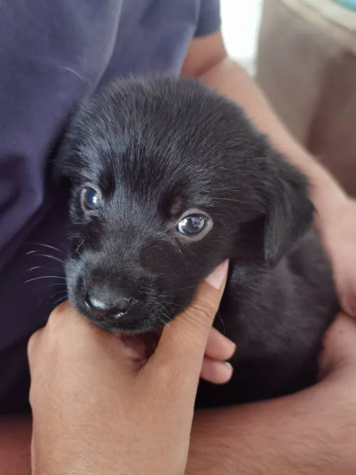 Cachorro ra a markiesje idade Abaixo de 2 meses nome São 5 filhotes