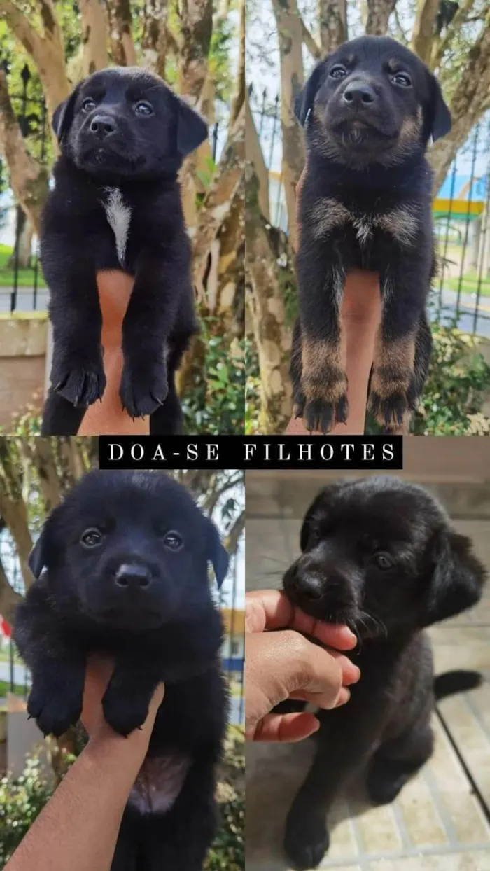 Cachorro ra a markiesje idade Abaixo de 2 meses nome São 5 filhotes