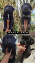 São 5 filhotes