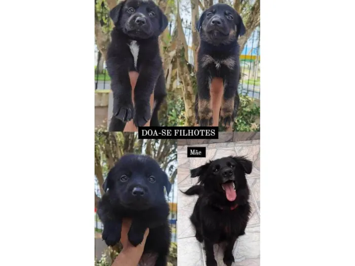 Cachorro ra a markiesje idade Abaixo de 2 meses nome São 5 filhotes