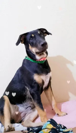 Cachorro raça SRD-ViraLata idade 7 a 11 meses nome Luna