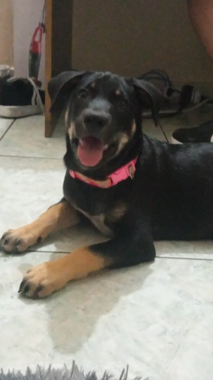Cachorro ra a SRD-ViraLata idade 7 a 11 meses nome Luna