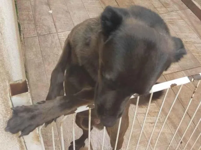 Cachorro ra a SRD-ViraLata idade 1 ano nome Luiz