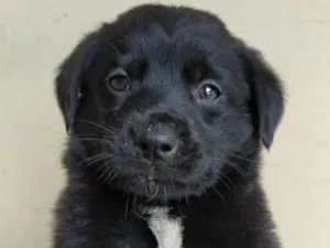 Cachorro raça markiesje idade Abaixo de 2 meses nome São 5 filhotes