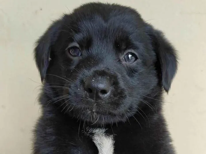 Cachorro ra a markiesje idade Abaixo de 2 meses nome São 5 filhotes
