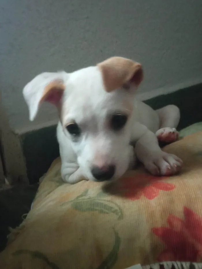 Cachorro raça Não sei idade 2 a 6 meses nome Desconhecido