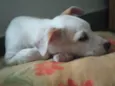 Desconhecido