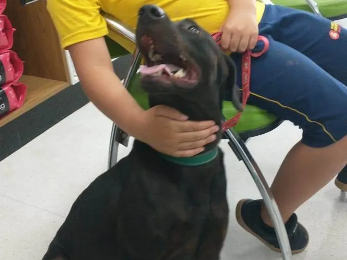 Cachorro ra a SRD-ViraLata idade 2 anos nome Thor