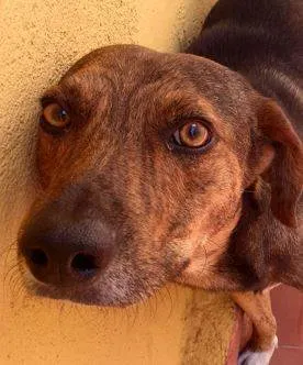 Cachorro ra a desconhecida idade 4 anos nome Tigrão