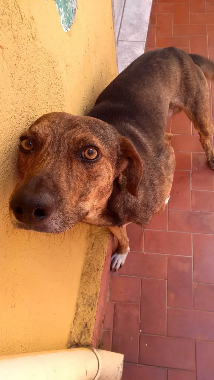 Cachorro ra a desconhecida idade 4 anos nome Tigrão