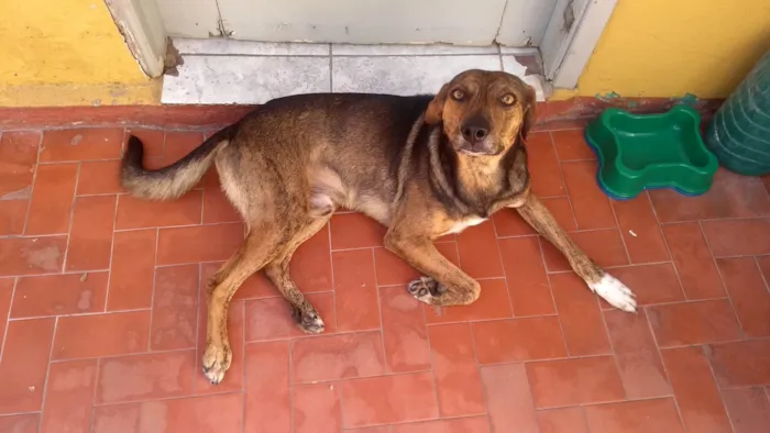 Cachorro ra a desconhecida idade 4 anos nome Tigrão