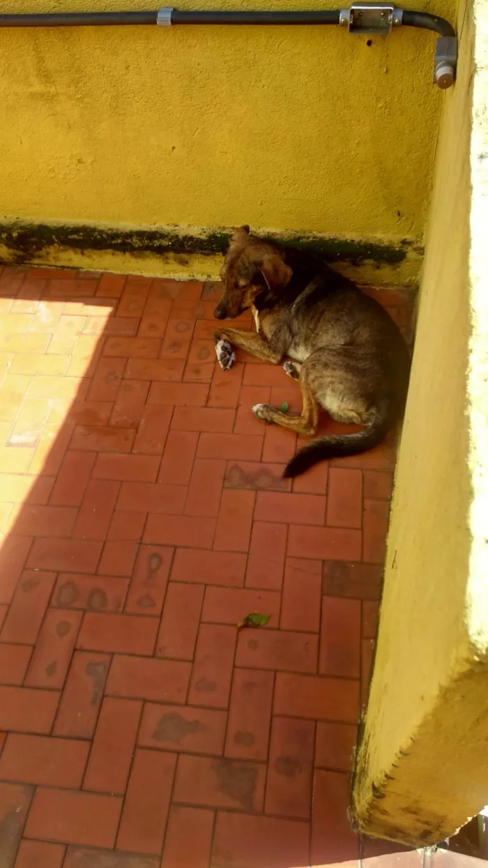 Cachorro ra a desconhecida idade 4 anos nome Tigrão