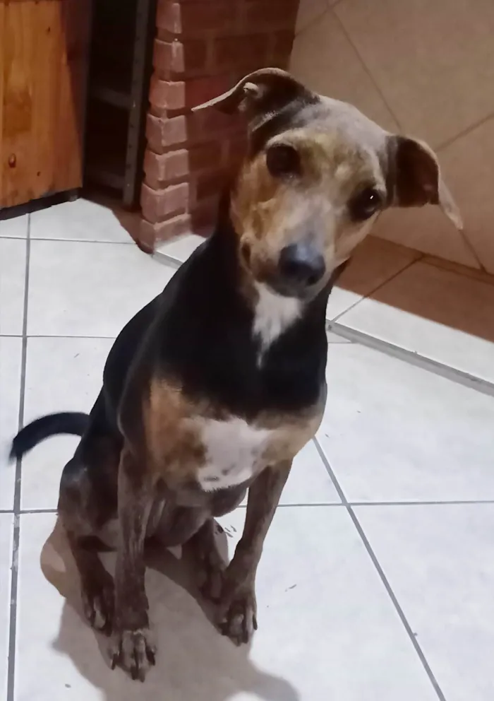 Cachorro ra a Srd idade 4 anos nome Cacau