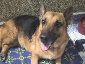 Cachorro raça Pastor Alemão idade 5 anos nome Lobinha 