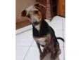 Cacau