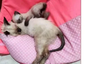 Gato raça Siamês  idade 2 a 6 meses nome Margarete